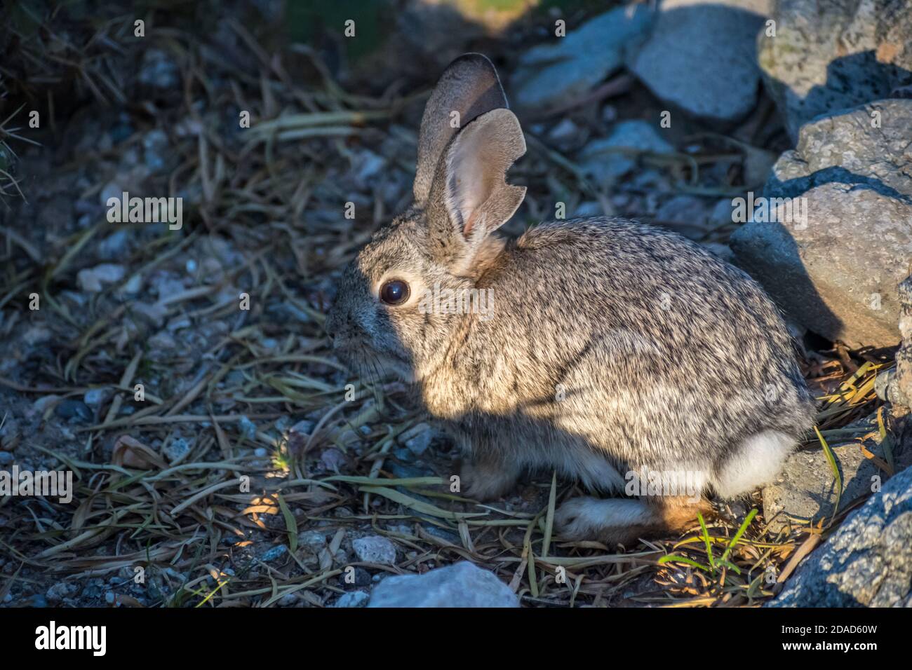 Cottontail Rabbit Arizona High Resolution Stock Photography and Images