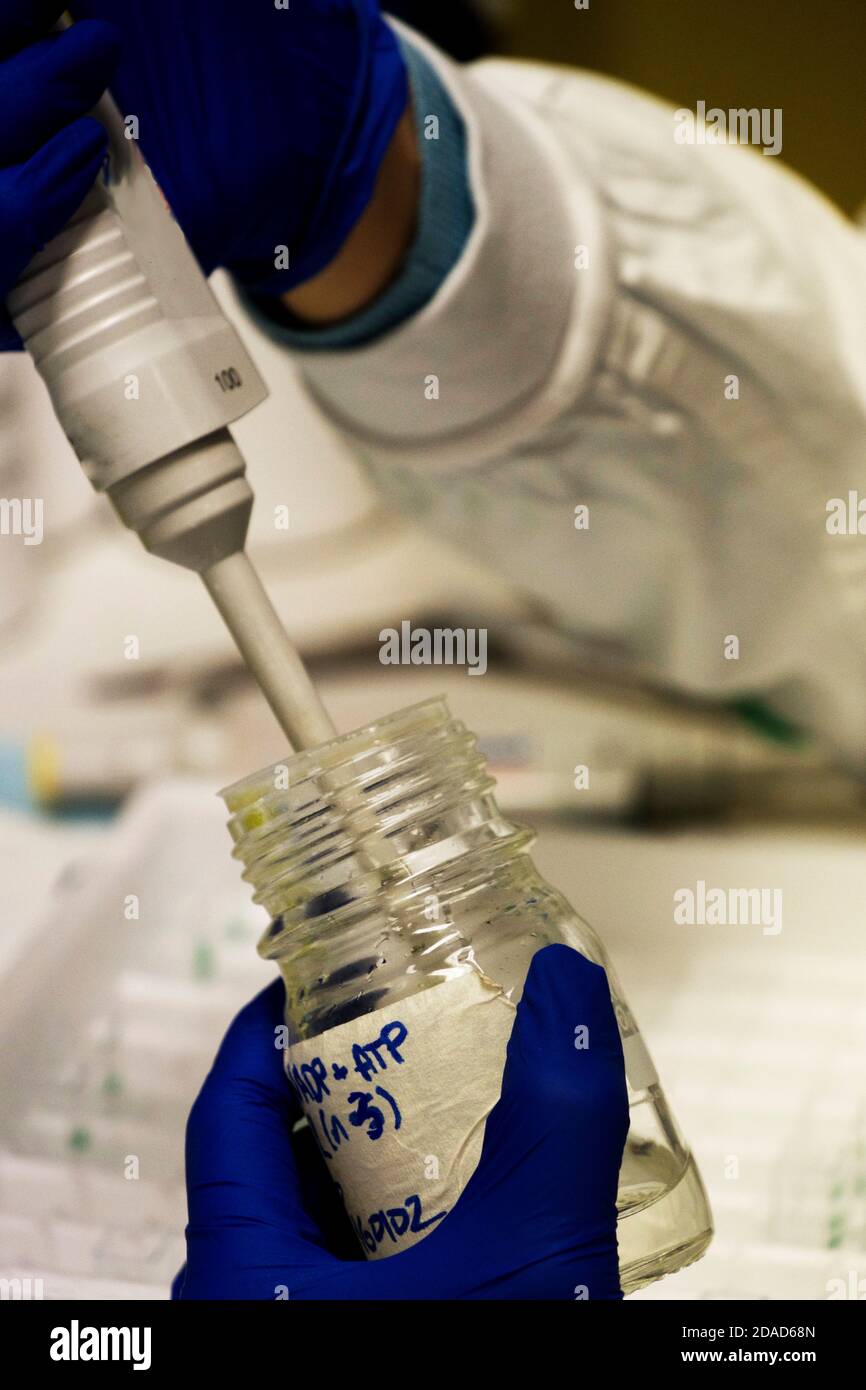 Scientists hands in nitrile gloves with a pipette, transferring