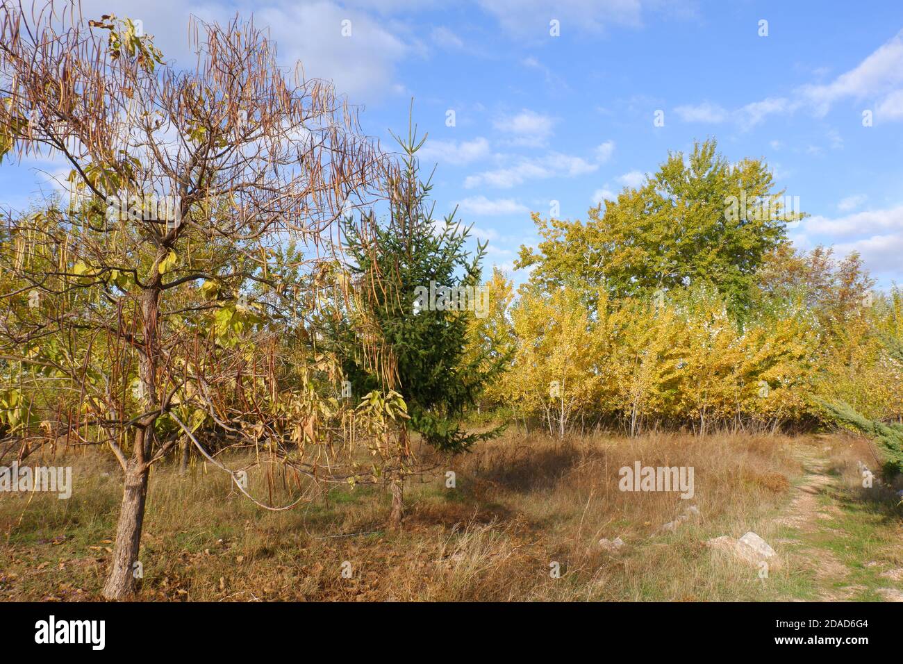 Yellow leave trees hi-res stock photography and images - Alamy