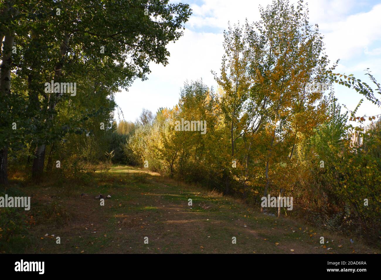 Yellow trees and leaves at autumn Stock Photo