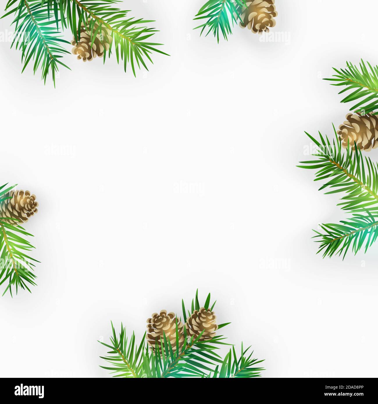 Pine tree branches isolated on white. Vector illustration Stock Vector ...