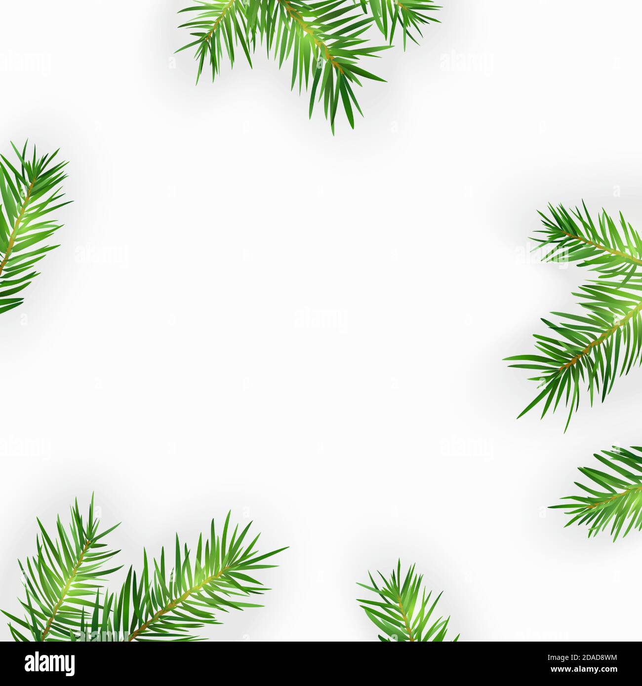 Pine tree branches isolated on white. Vector illustration Stock Vector ...