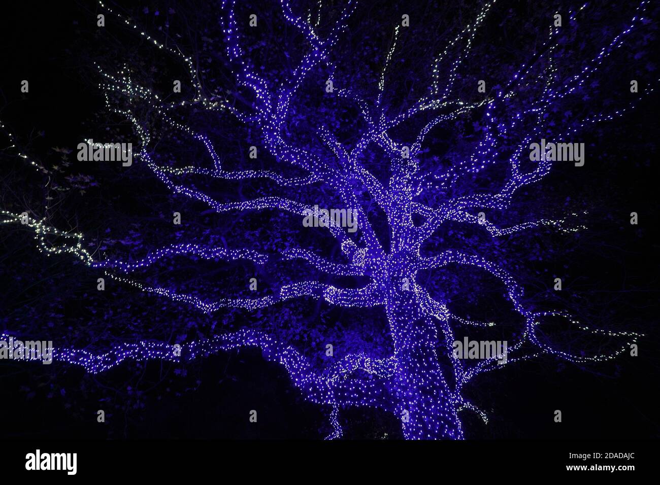St. Louis, United States. 11th Nov, 2020. A tree is lit in brilliant blue lights on opening night of Garden Glow at The Missouri Botanical Garden in St. Louis on Wednesday, November 11, 2020. Photo by Bill Greenblatt/UPI Credit: UPI/Alamy Live News Stock Photo