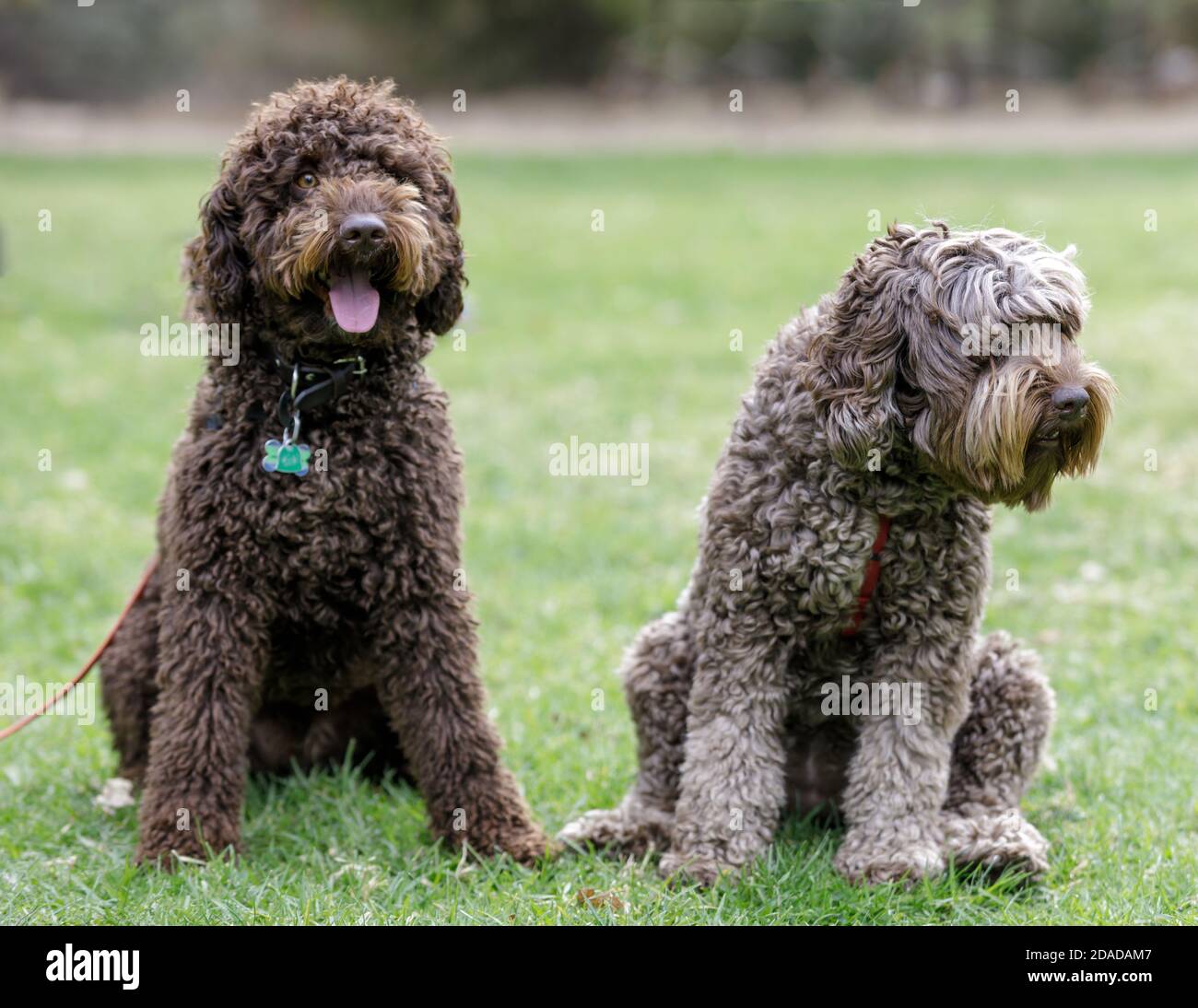 Male (left) and Female (right) Labradoodles Stock Photo