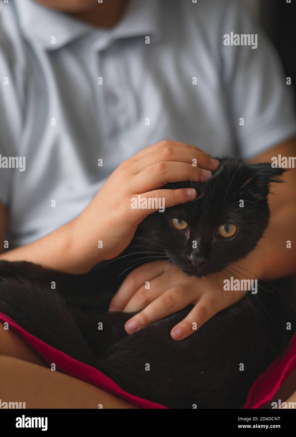 Small cute child that embraces with tenderness and love a black cat. Lazy weekend with cat at home. Stock Photo
