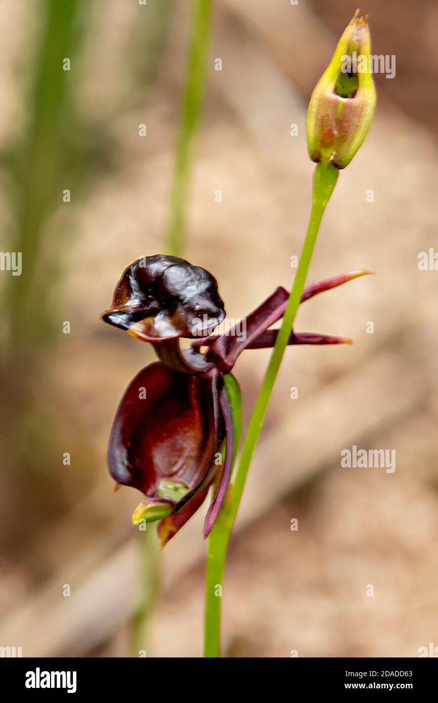 Caleana major, Large Duck Orchid at Boomers Reserve, Panton Hill Stock Photo