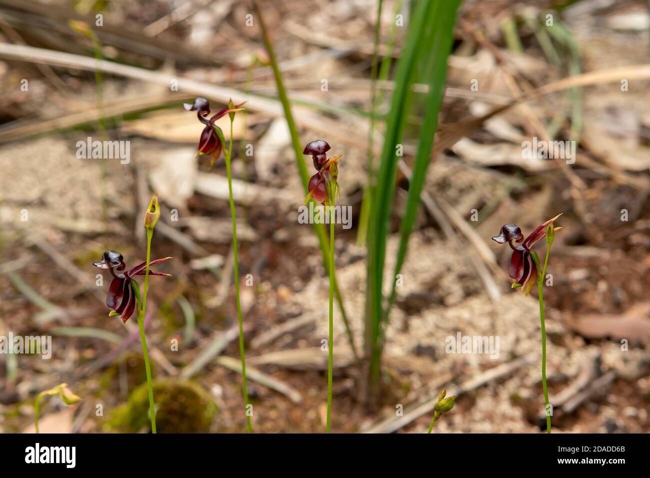 Caleana major, Large Duck Orchids at Boomers Reserve, Panton Hill Stock Photo
