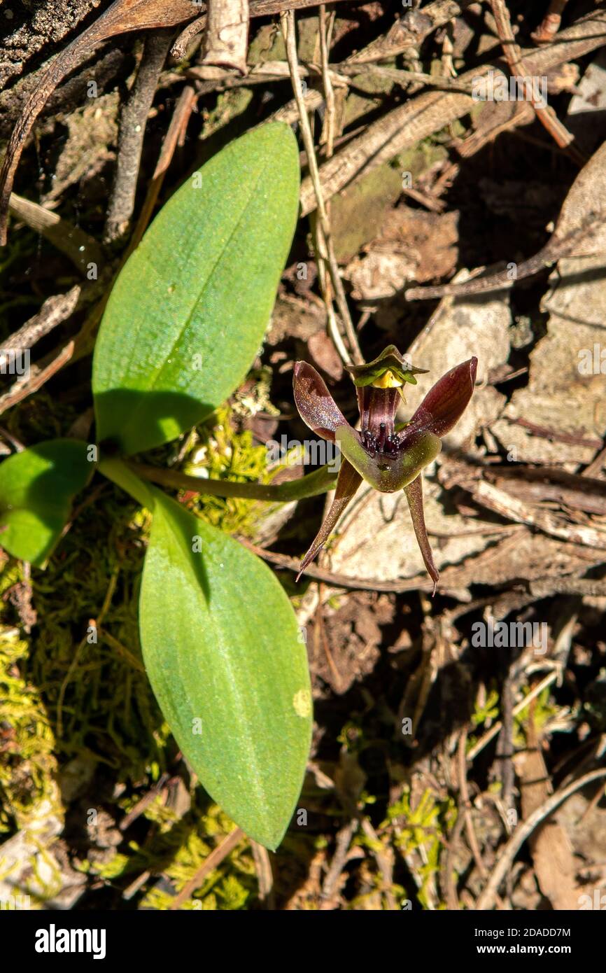 Chiloglottis valida, Common Bird Orchid Stock Photo