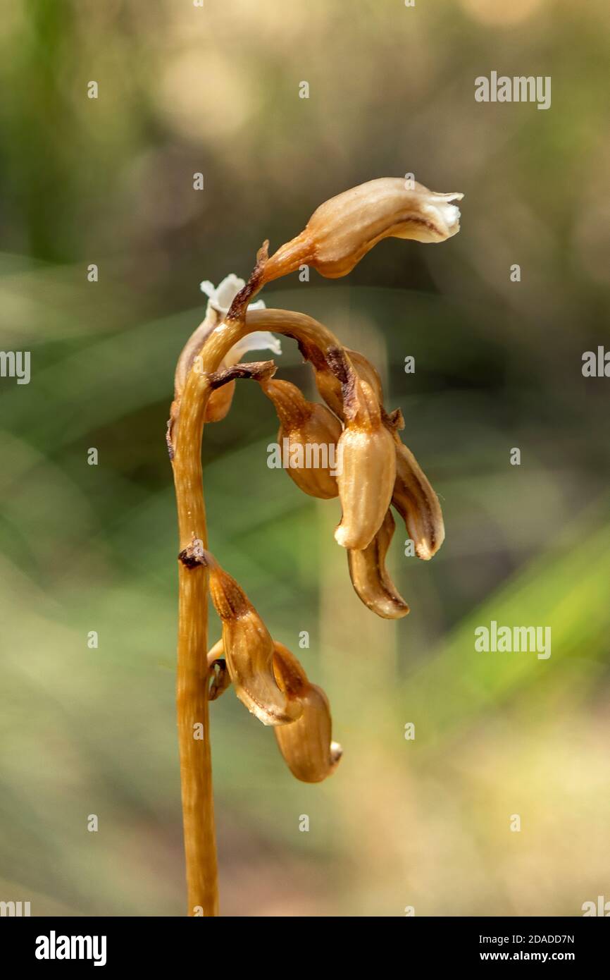 Tall upright plant hi-res stock photography and images - Alamy