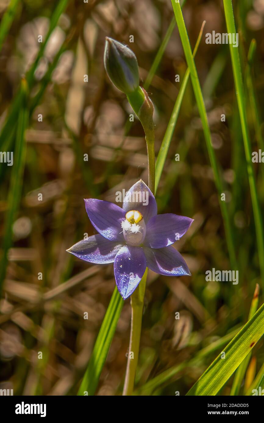 Thelymitra nuda, Plain Sun Orchid Stock Photo