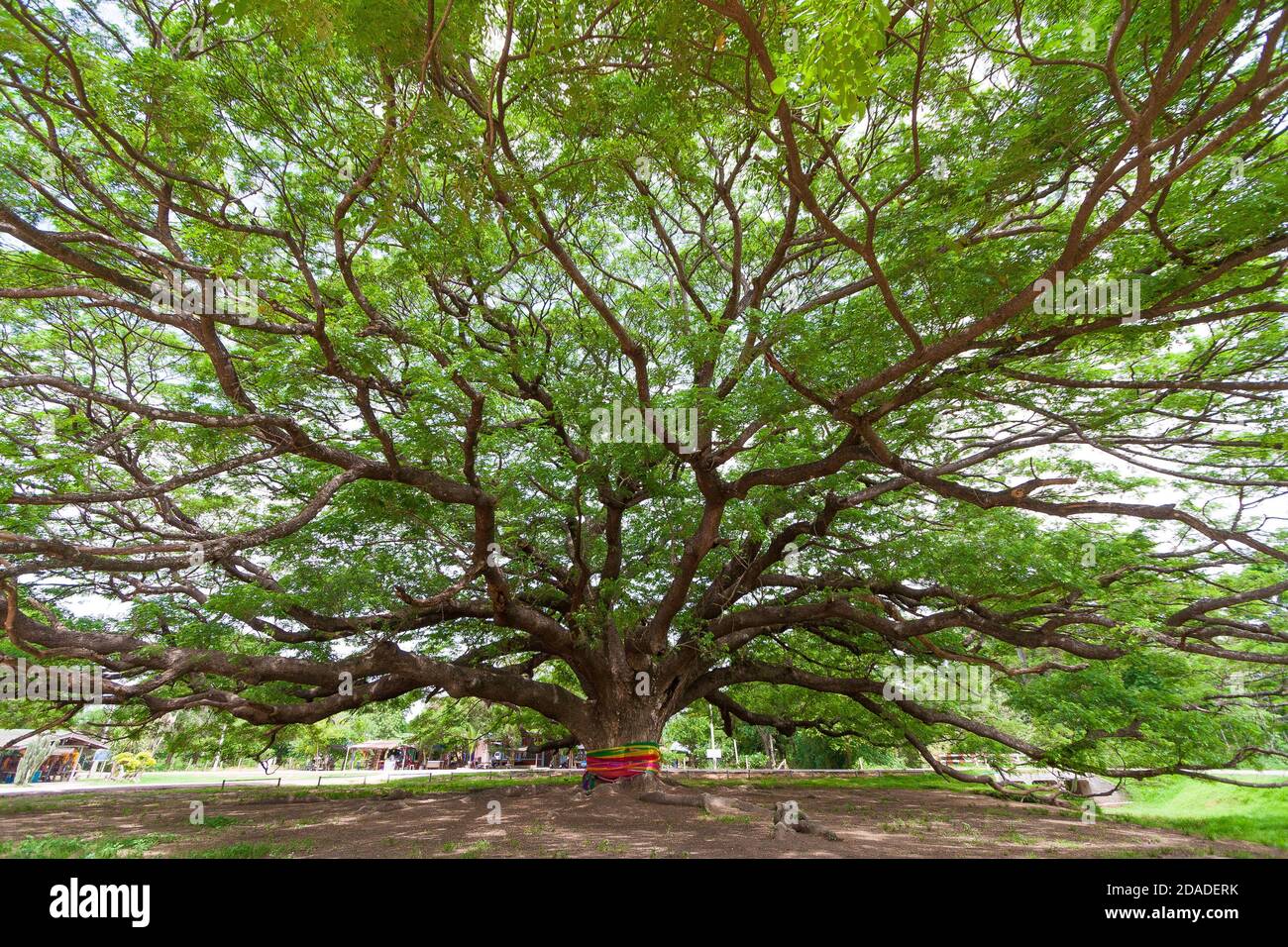 Giant Rain Tree of thailand Stock Photo - Alamy