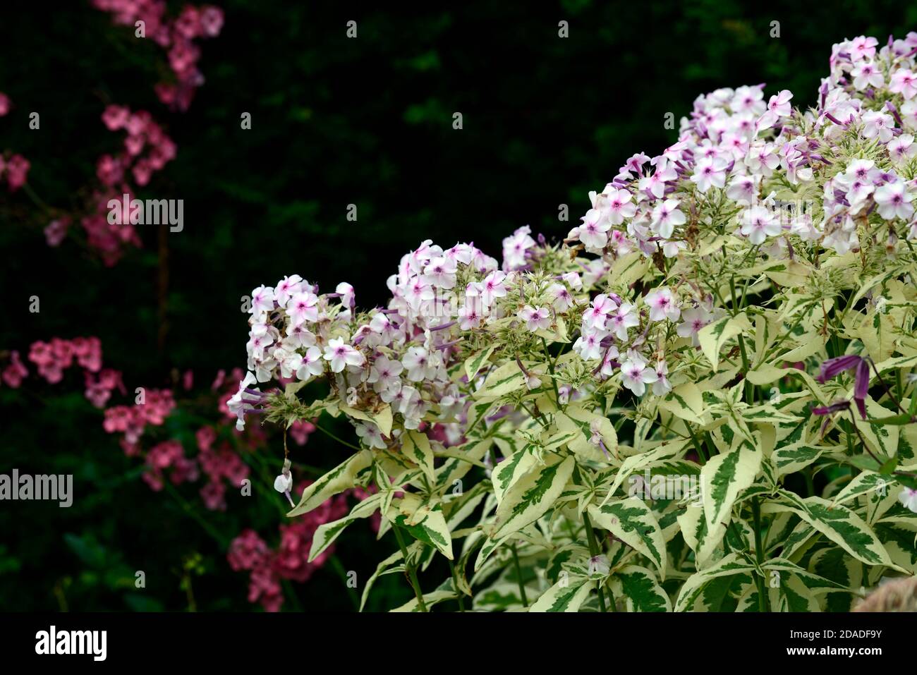 Variegated Phlox,Phlox paniculata Nora Leigh,purple,pink,white,flower,flowers,flowering,perennial,RM Floral Stock Photo