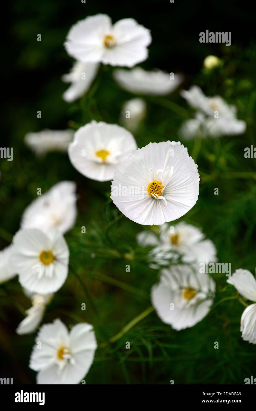 cosmos cupcakes white,cosmos cupcakes and saucers white,Cosmos