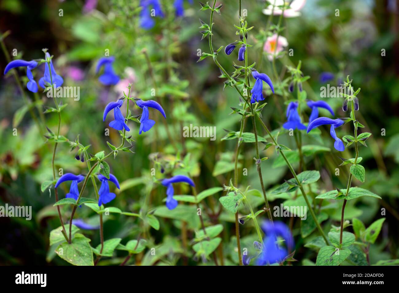 Salvia patens Guanajuato,salvias,intense blue flowers,flowering,perennial,RM Floral Stock Photo