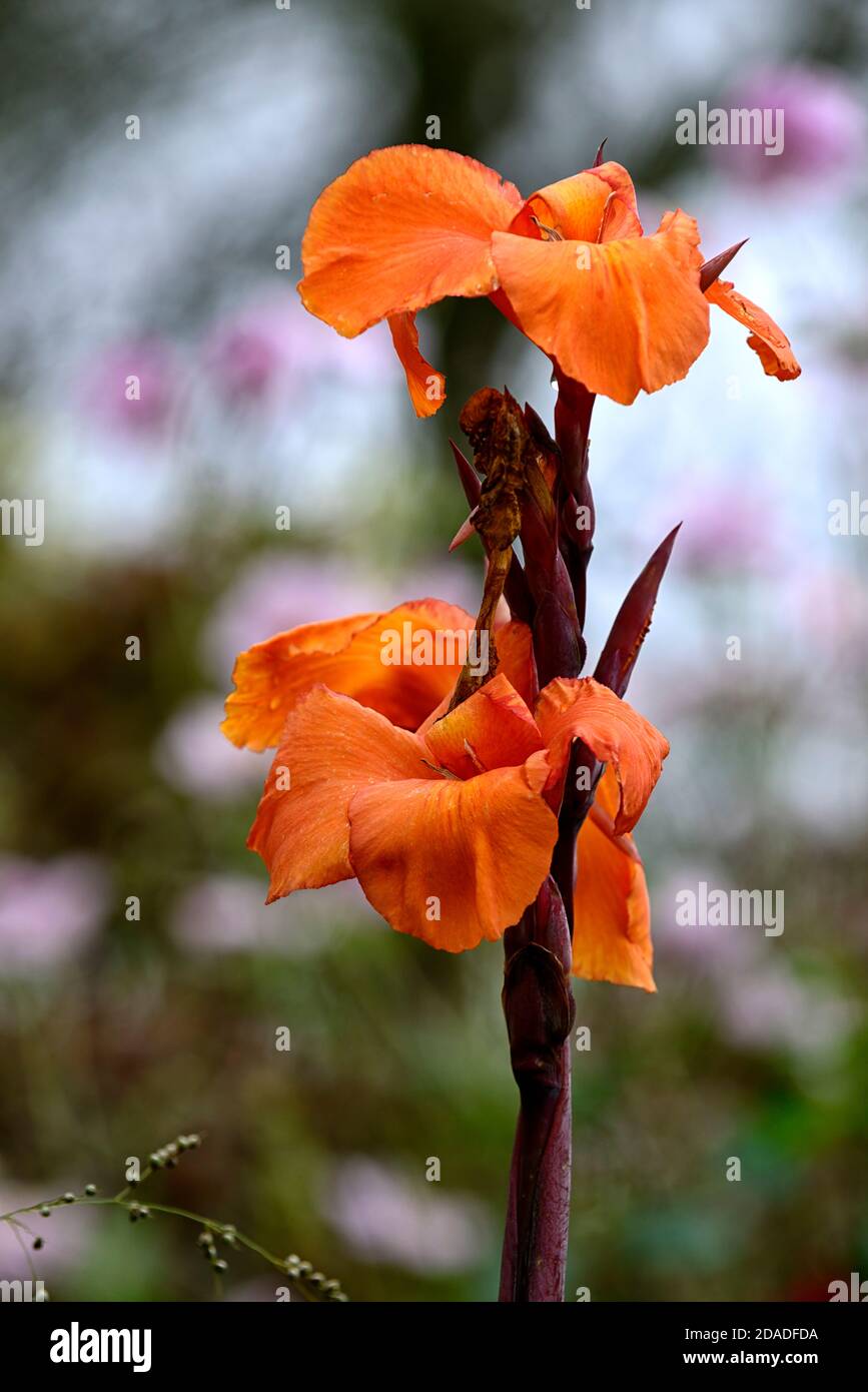 canna lily wyoming,canna wyoming,cannas,orange flowers,flower spike,flowering,flowers,RM floral Stock Photo
