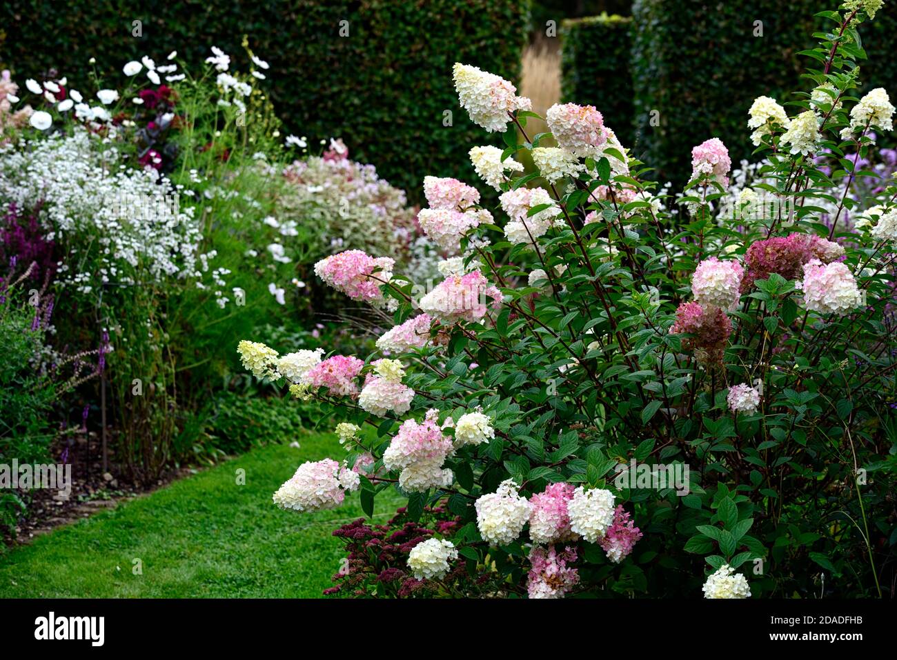 Hydrangea paniculata Vanille Fraise,pink,panicle,flower,flowers,flowerhead,garden,gardens,RM Floral Stock Photo