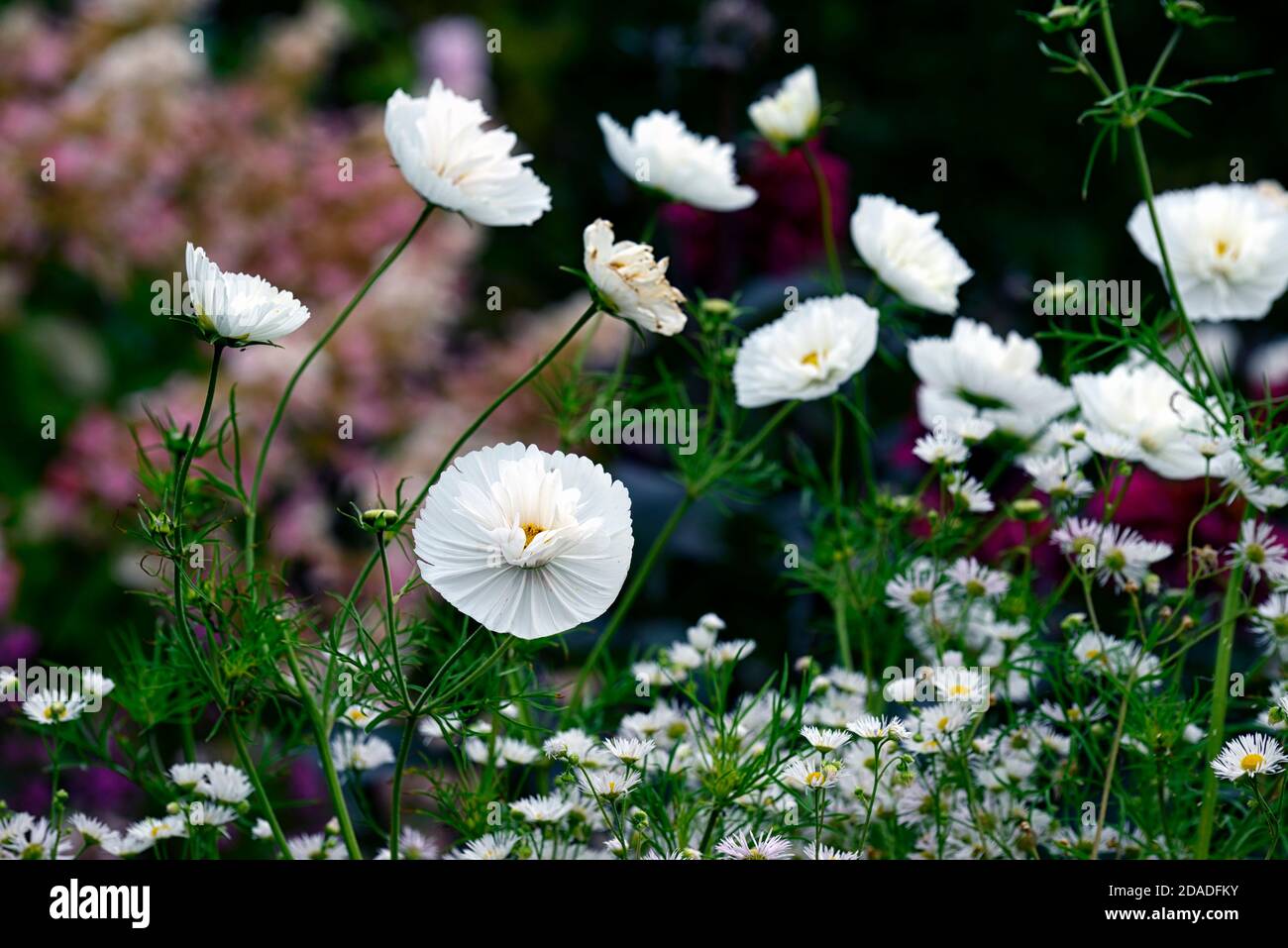 Cosmos cupcakes and saucers white hires stock photography and images