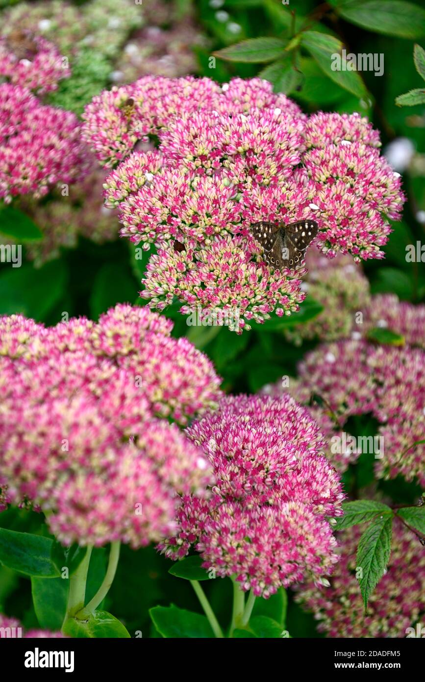 Hylotelephium telephium Matrona, Sedum telephium Matrona,sedums,stonecrop,pink,flower,flowers,flowering,RM Floral Stock Photo
