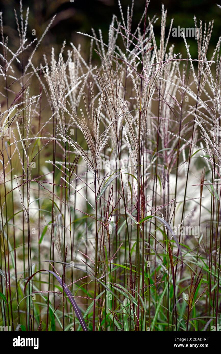 Miscanthus sinensis Malepartus,grass,grasses,seedheads,seedheads