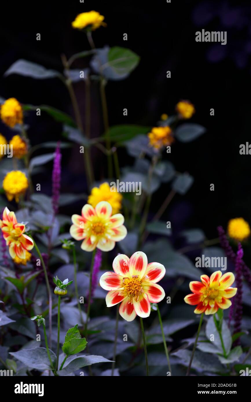 Dahlia Pooh,Collarette dahlia,red and yellow flowers,flower,flowering ...