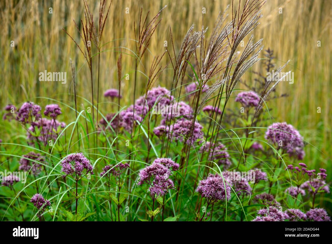 Miscanthus sinensis Malepartus,grass,grasses,seedheads,seedheads