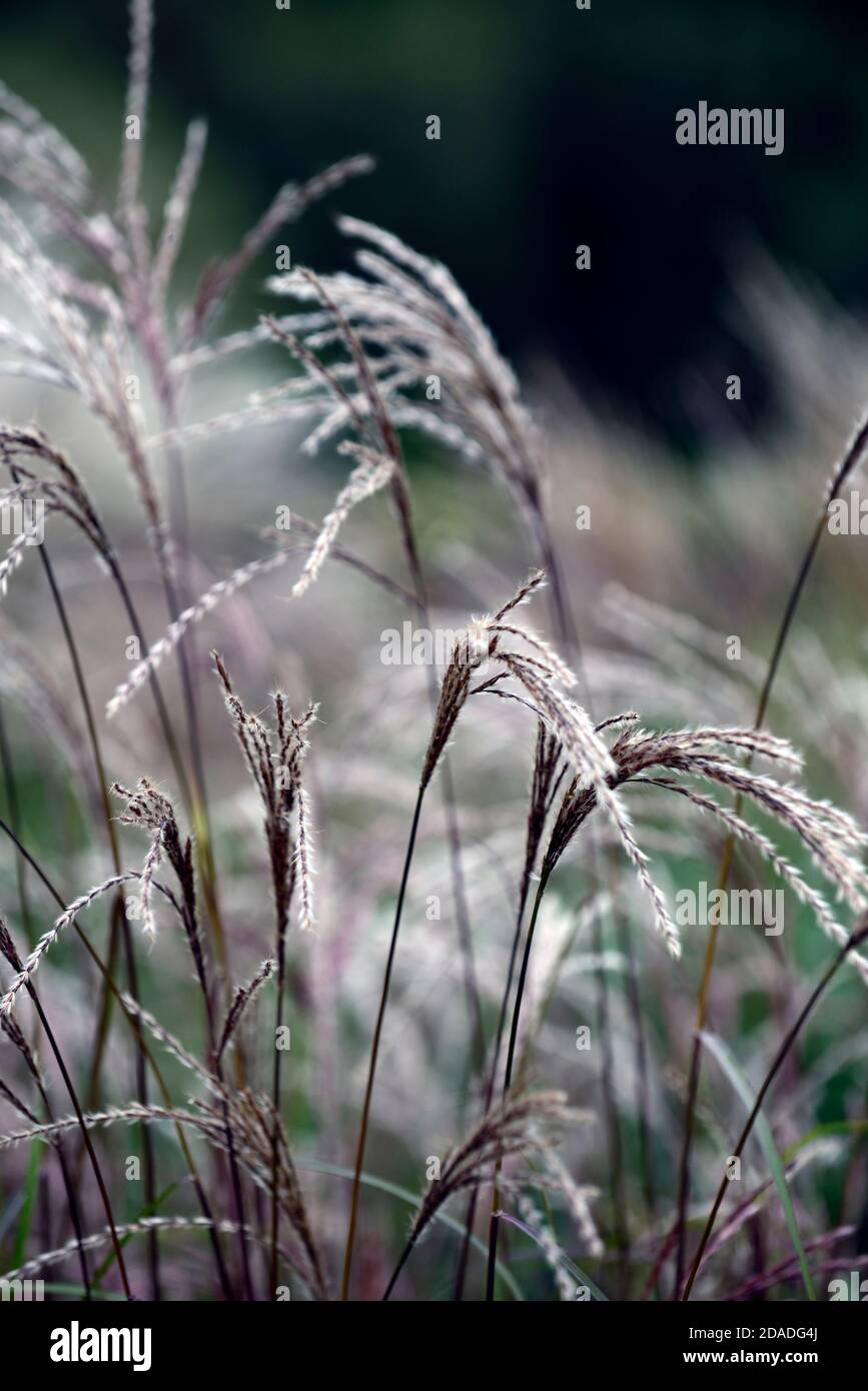 Miscanthus sinensis Malepartus,grass,grasses,seedheads,seedheads,ornamental grass,ornamental