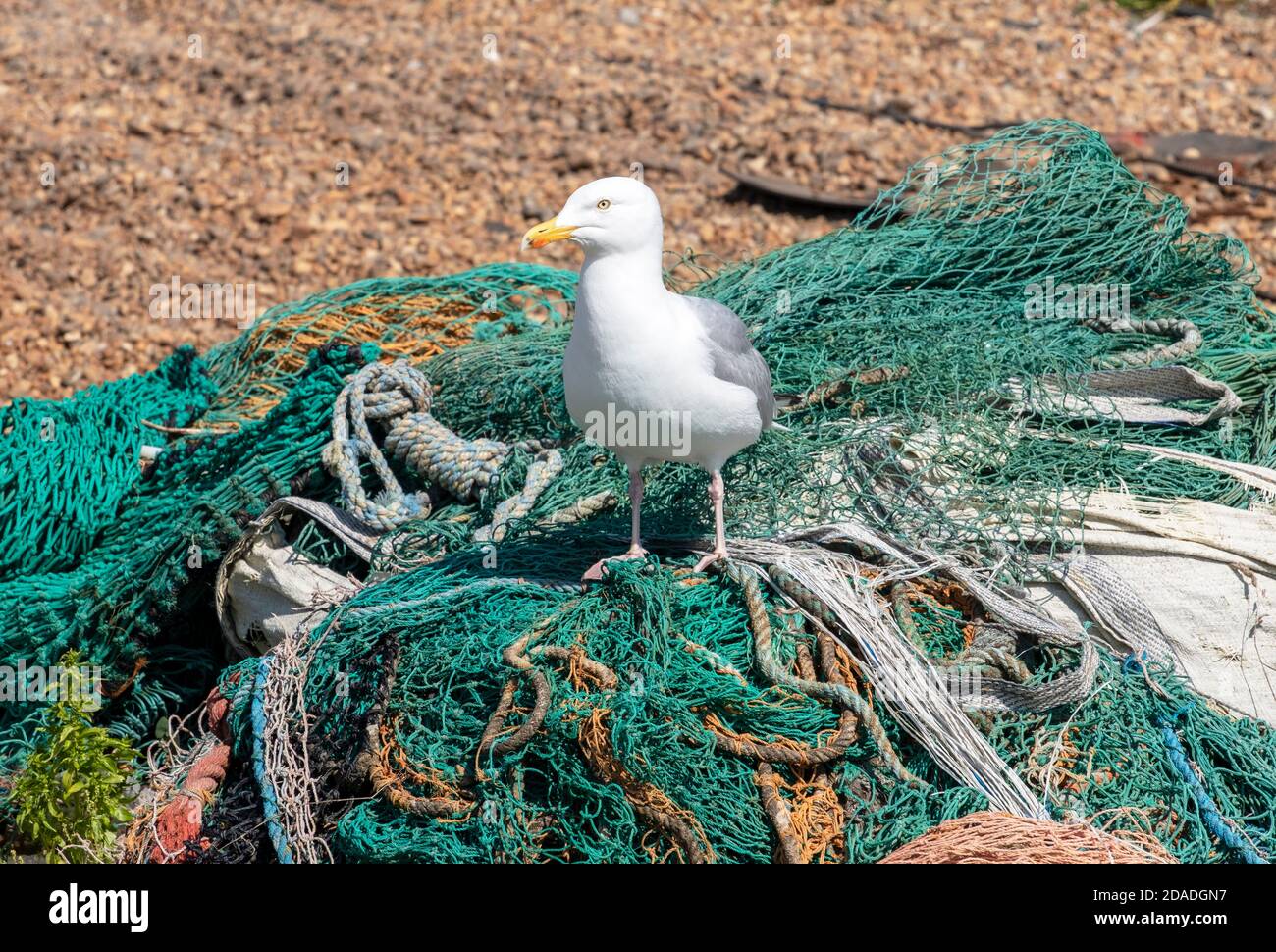 Herring Gull, Seagull, on Fishing Nets, on Hastings Old Town Stade