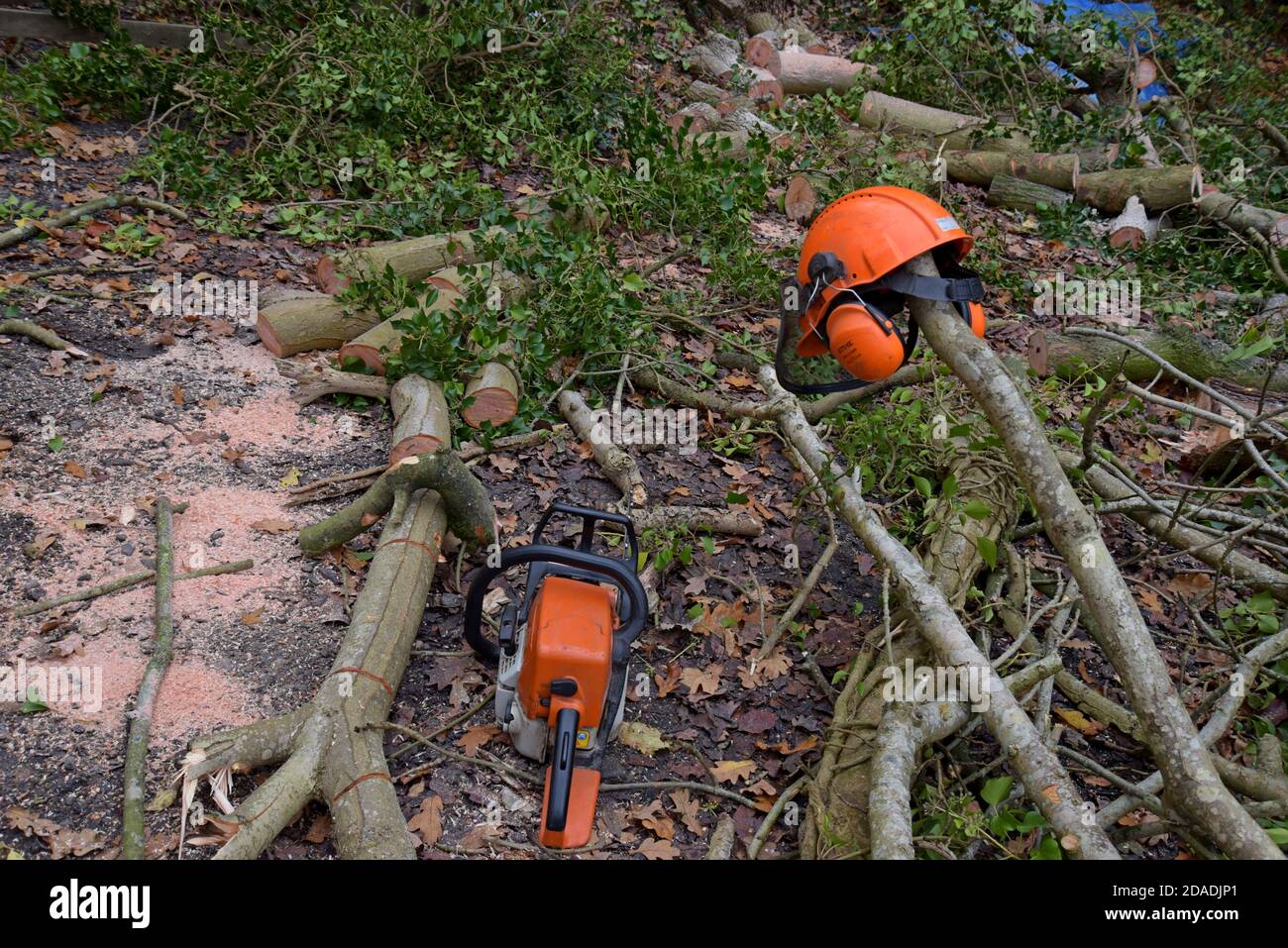 A Stihl Chainsaw being used for cutting down ash trees in Shropshire