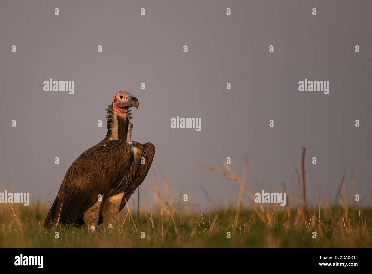 Lappet-faced Vulture Masii Mara Stock Photo