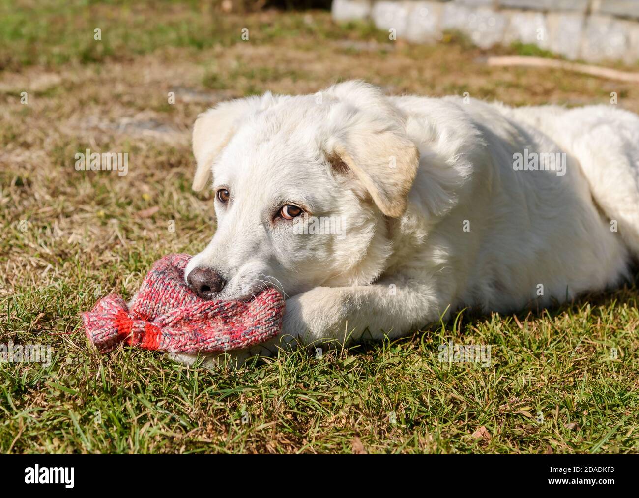 Cute white puppy dog, similar Labrador, is chewing the wool sock in the