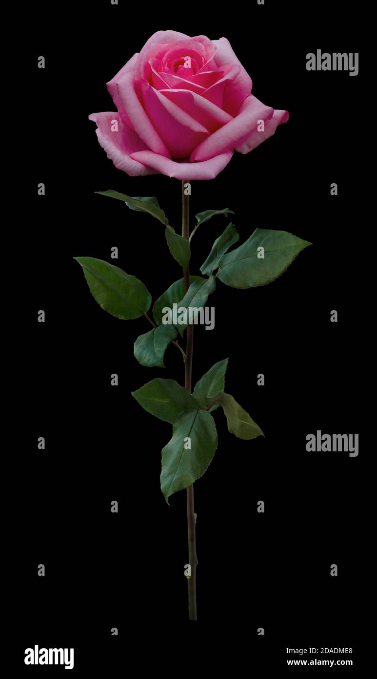 Rose pink single stem hi-res stock photography and images - Alamy