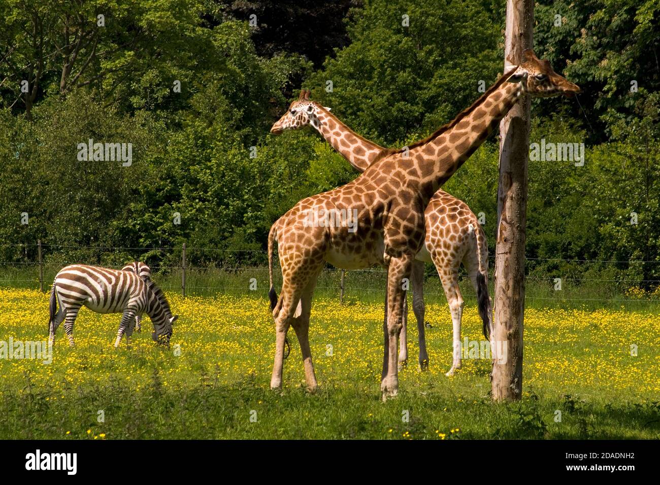Dublin Zoo in Phoenix Park, Ireland Stock Photo - Alamy