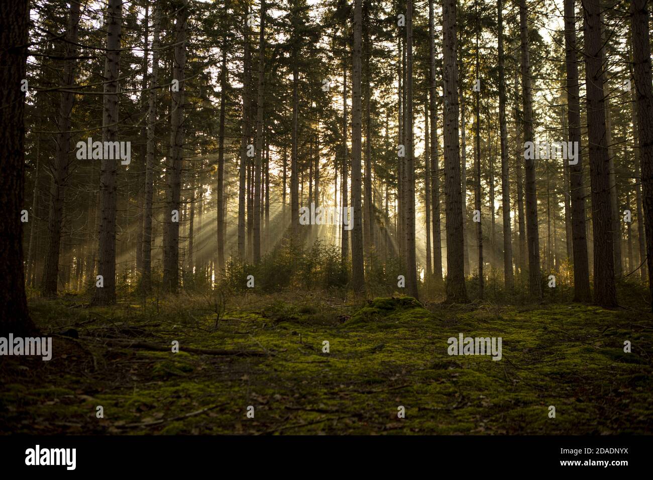 Dramatic backlight hi-res stock photography and images - Alamy