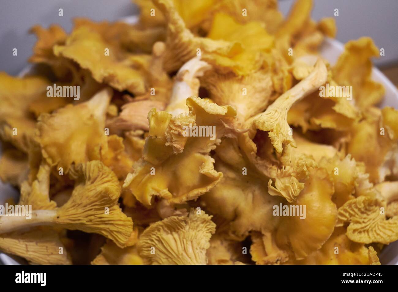 Macro of fried chanterelle mushrooms Stock Photo