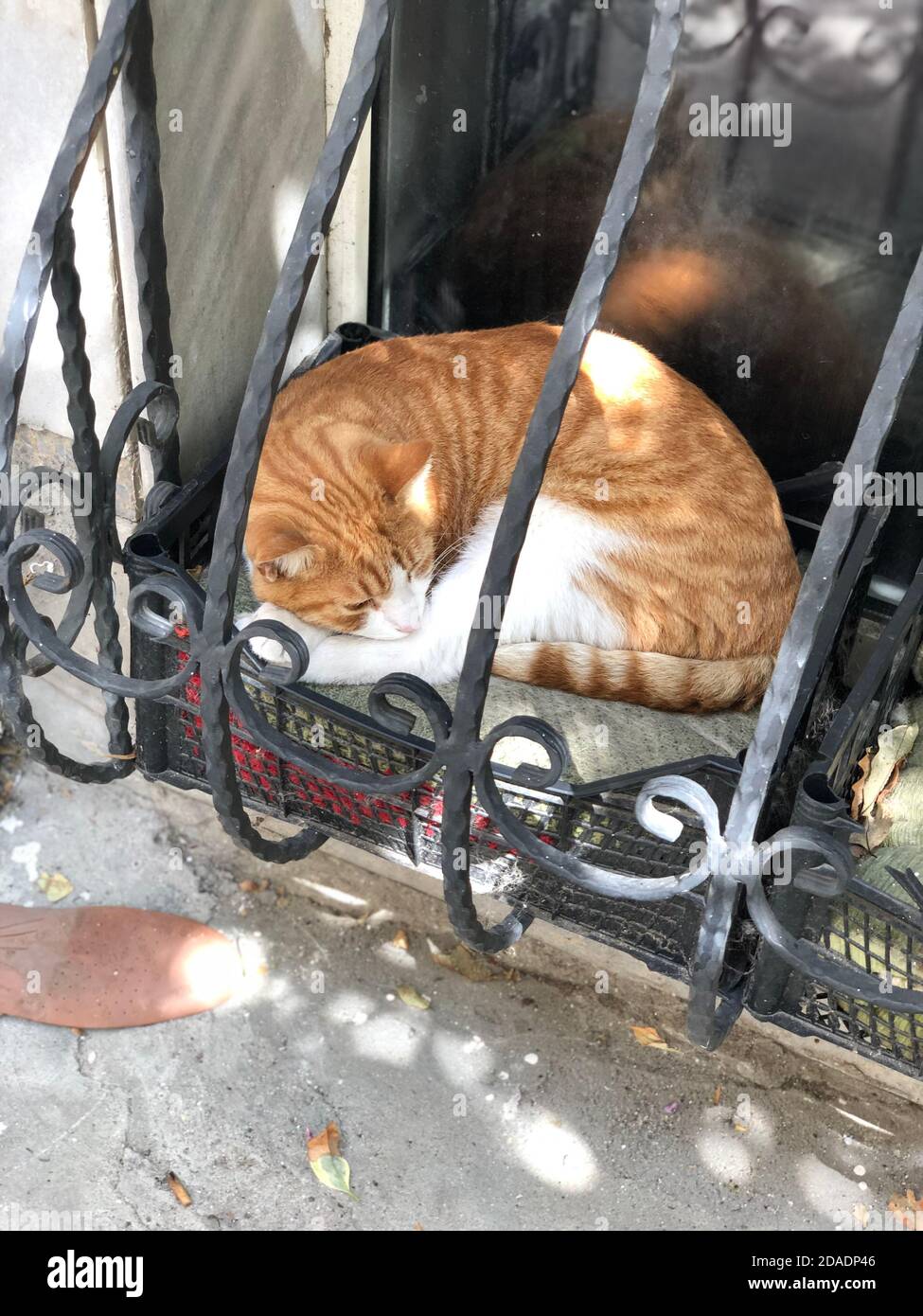 orange and white cat sleeping, vertical photo Stock Photo