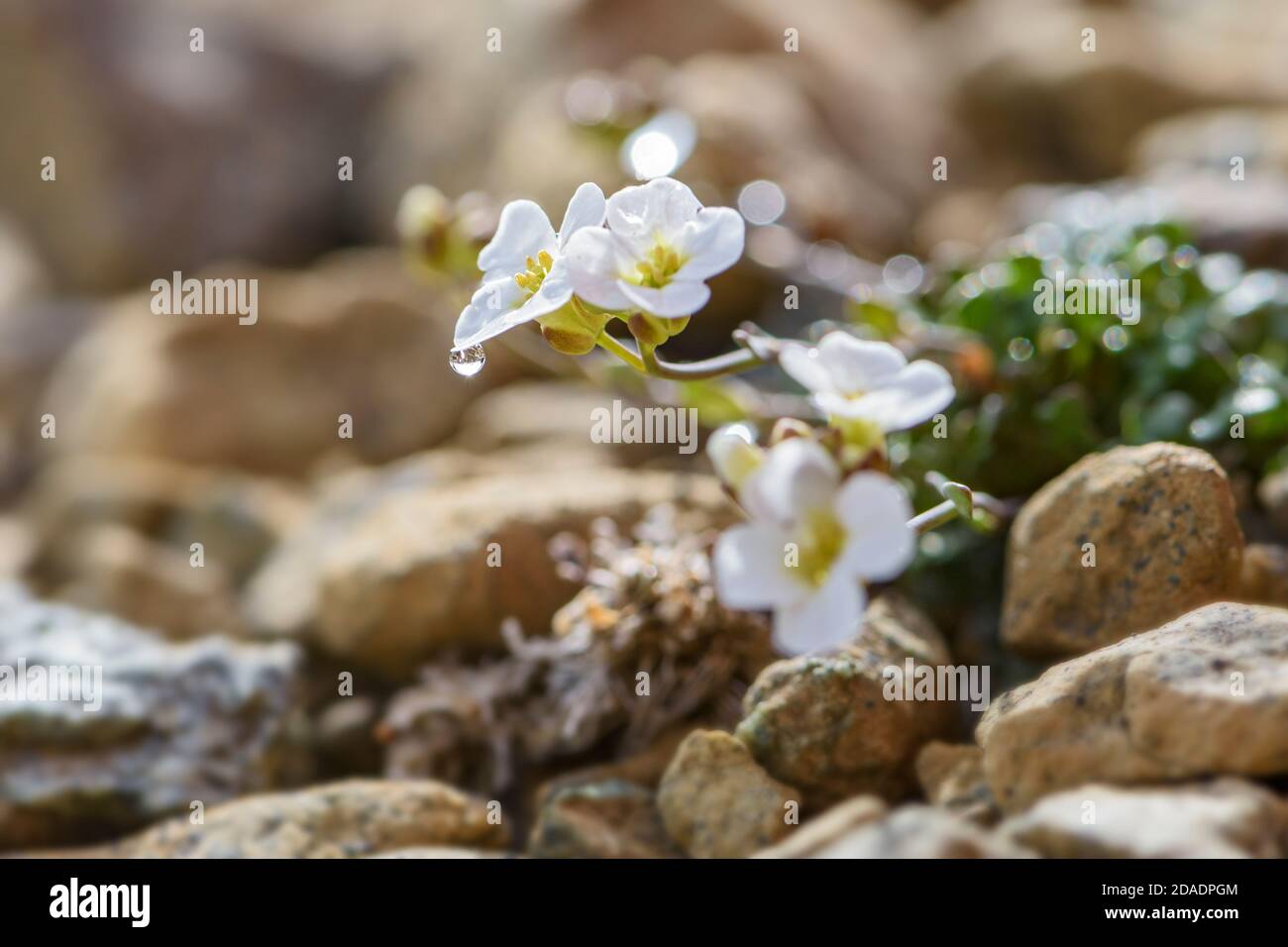 Northern Rock-cress flower - Arabidopsis petraea, rare white flower from Shetland islands, Scotland, UK. Stock Photo