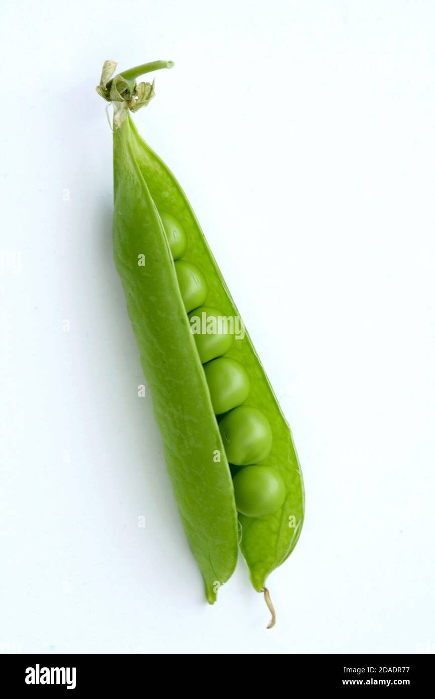 Pea (Pisum sativum). (CTK Photo/Zdenek Rerych Stock Photo - Alamy