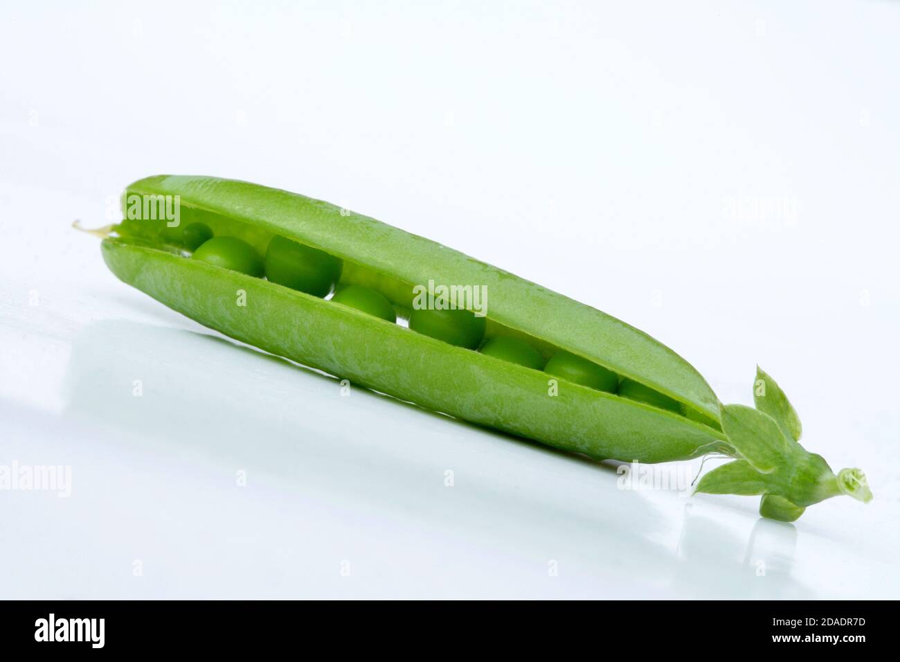 Pea (Pisum sativum). (CTK Photo/Zdenek Rerych Stock Photo - Alamy