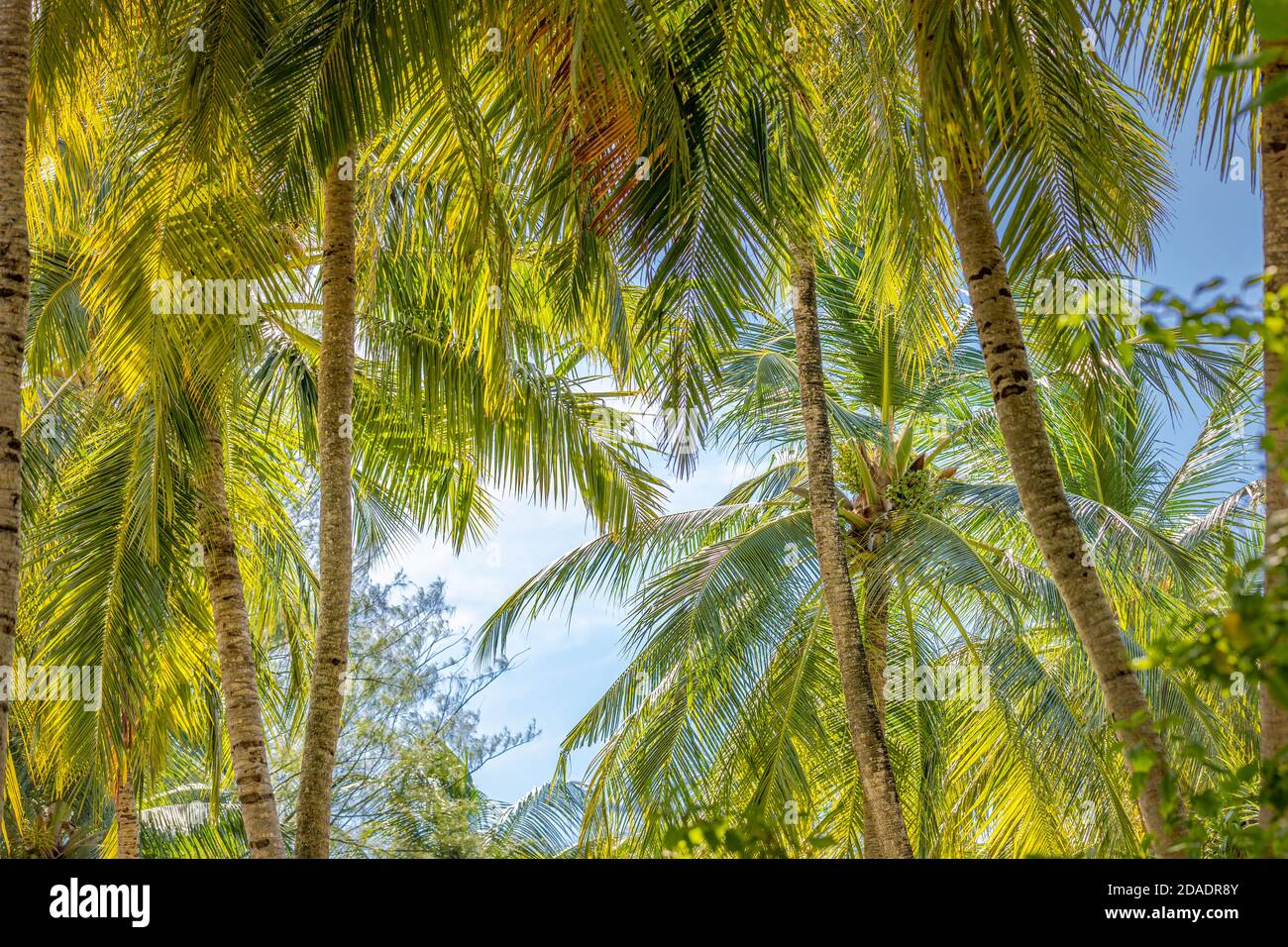 Coconut palm trees, beautiful tropical background. Exotic nature landscape, summer jungle with soft blue sky. Idyllic natural background banner Stock Photo