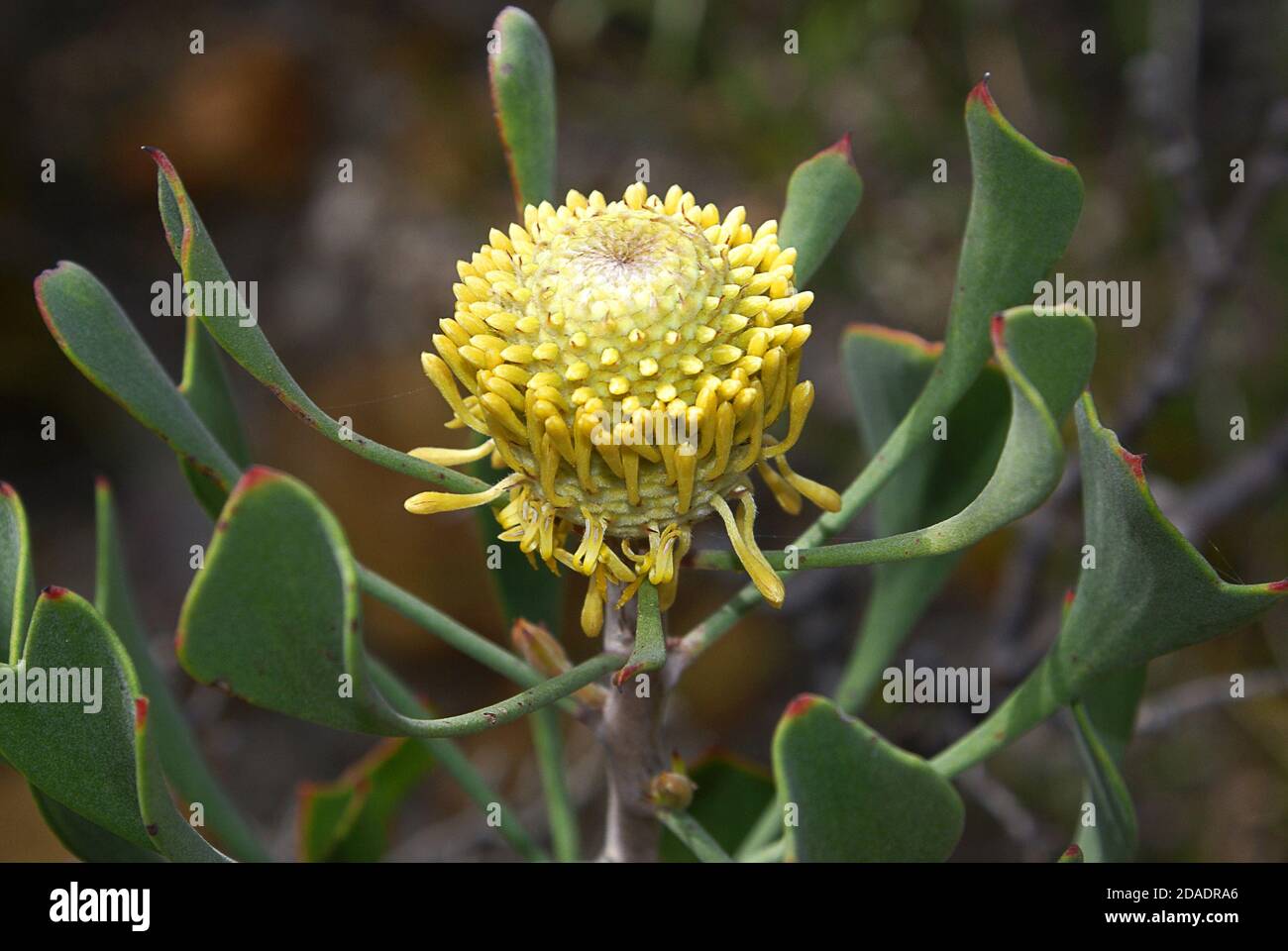 Yellow flower of Isopogon trilobus, three-lobed cone flower, in natural habitat near Esperance, Western Australia, lateral view Stock Photo