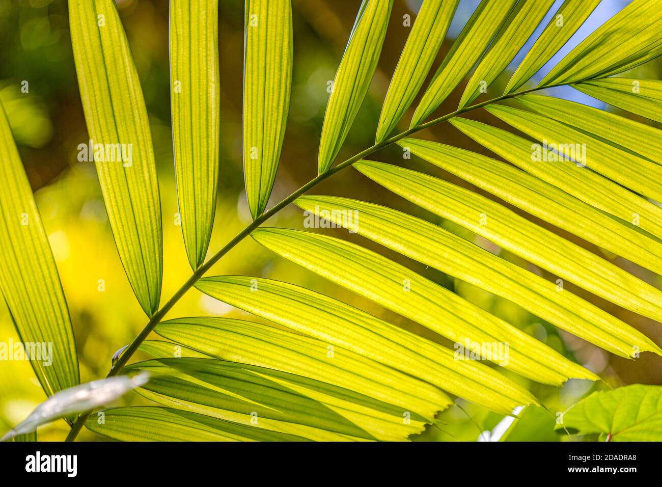 Palm leaf pattern background. Natural green background Stock Photo