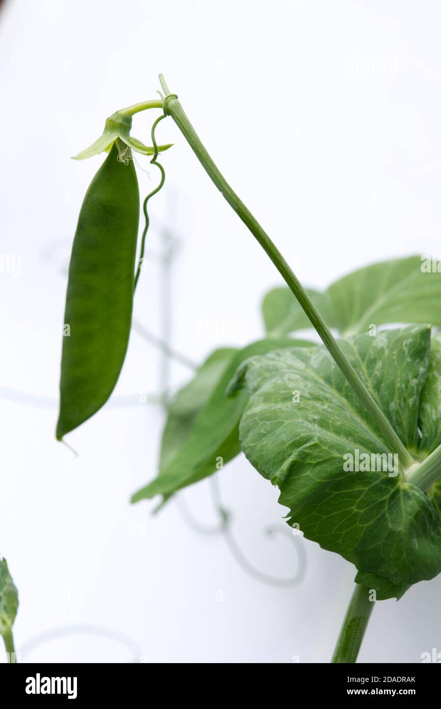 Pisum sativum illustration hi-res stock photography and images - Alamy