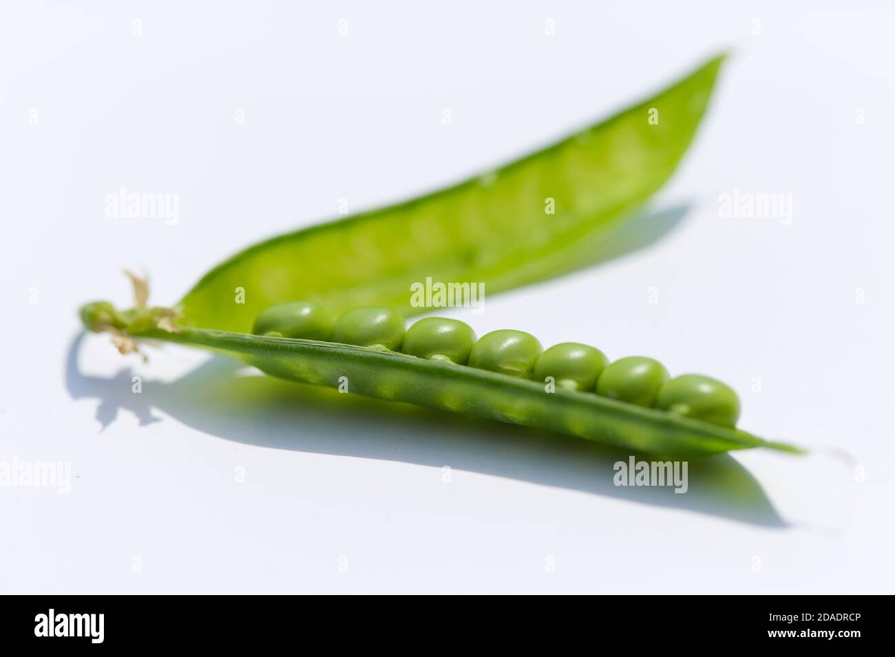 Pisum sativum illustration hi-res stock photography and images - Alamy
