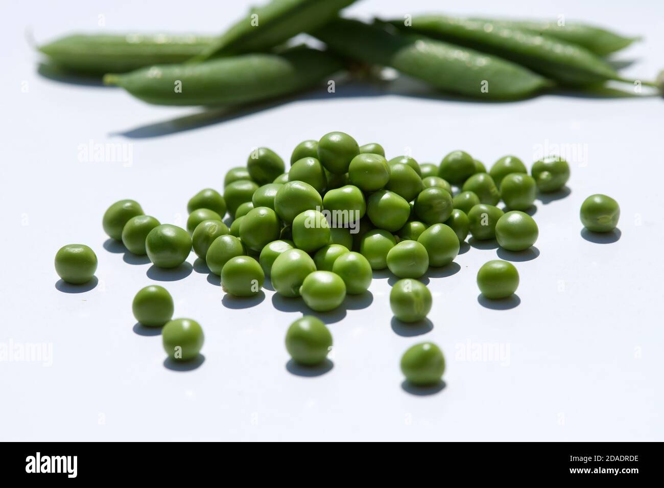 Pea (Pisum sativum). (CTK Photo/Zdenek Rerych Stock Photo - Alamy