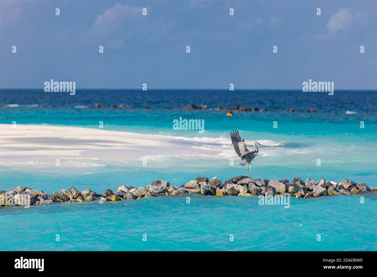 Grey Heron on the tropical beach. Rocks as wave breaker and crystal-blue sea. Ocean water nature, beach relax. Summer sea vacation. Bird on Maldives Stock Photo