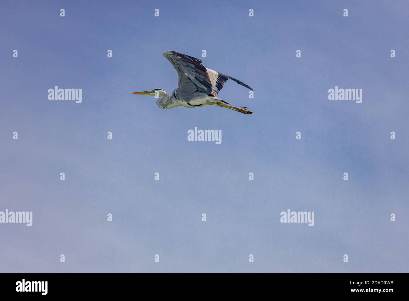 Grey heron, Ardea cinerea, from the Maldives. Stock Photo