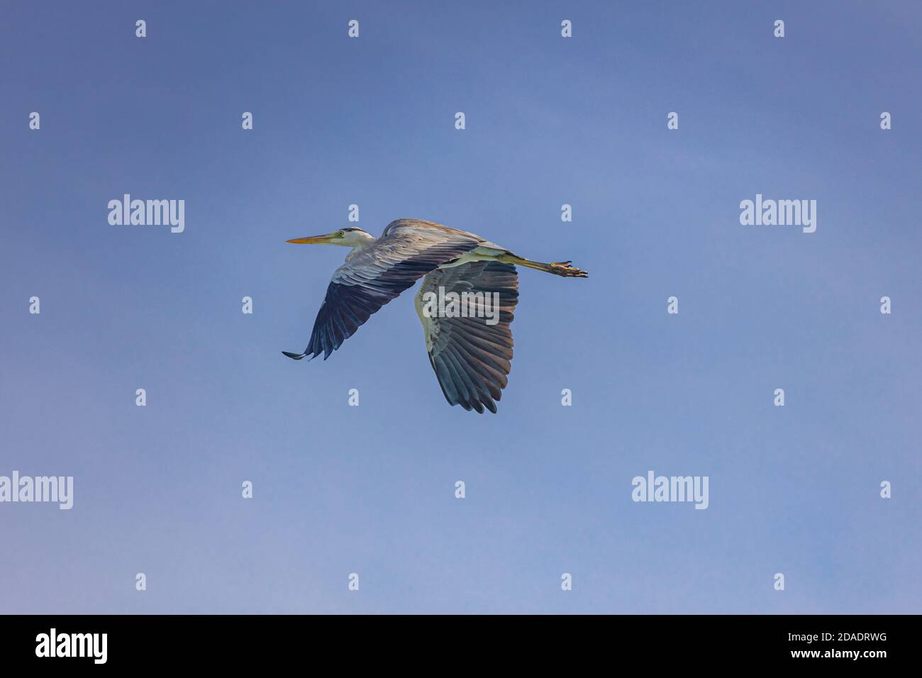 Grey heron, Ardea cinerea, from the Maldives. Stock Photo