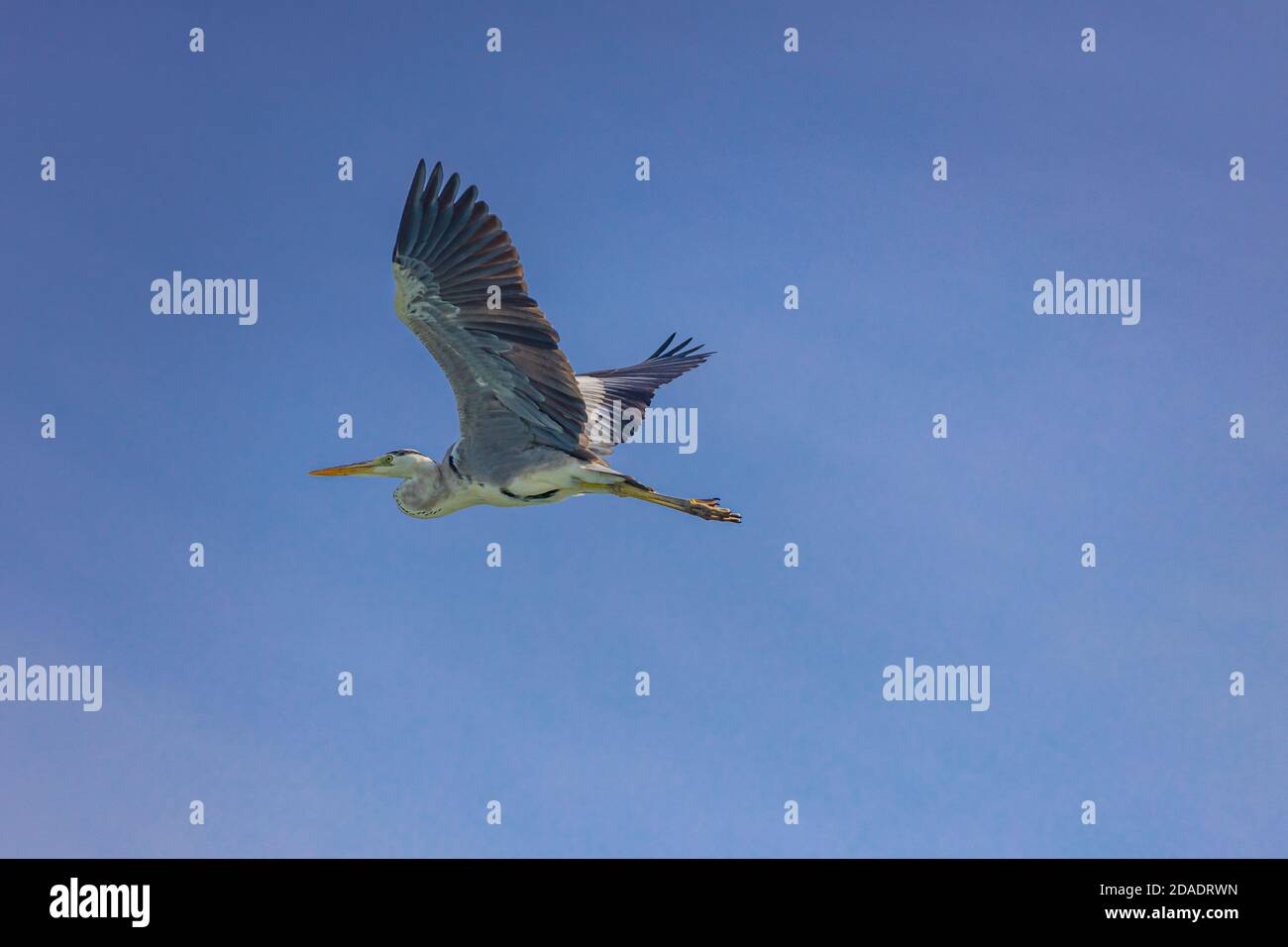 Grey heron, Ardea cinerea, from the Maldives. Stock Photo
