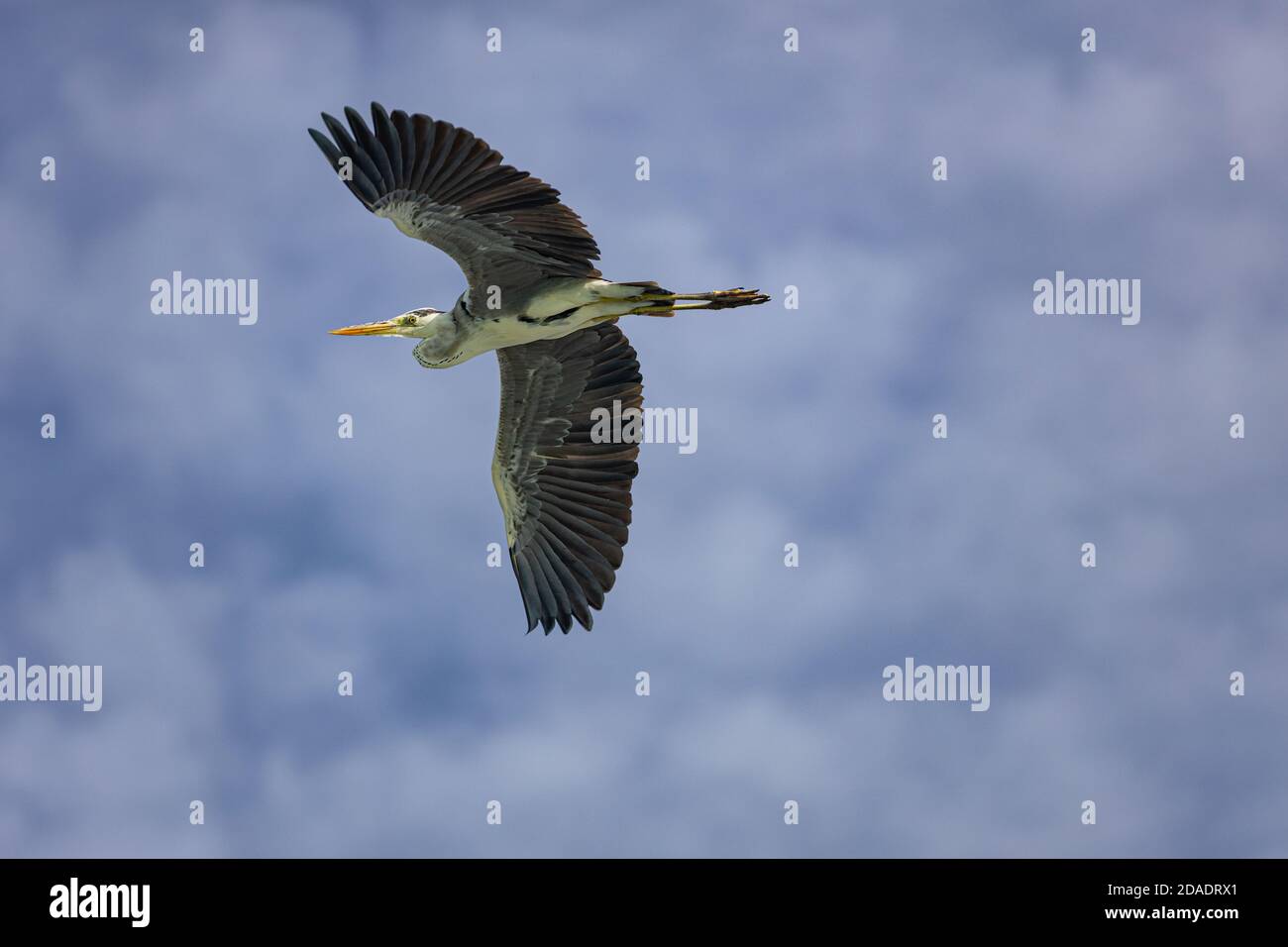 Grey heron, Ardea cinerea, from the Maldives. Stock Photo