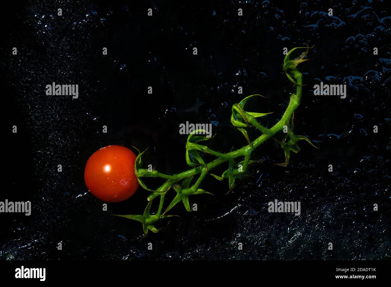 Single tomato on the vine and black ice. Stock Photo